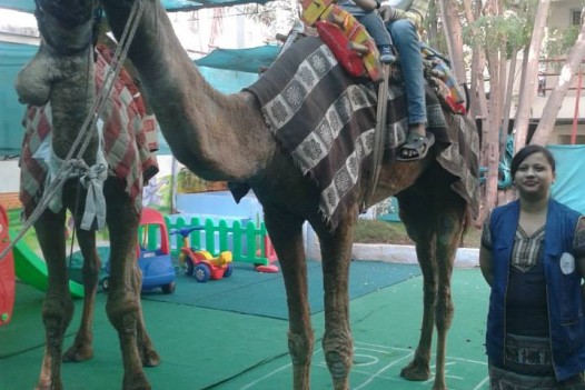 Camel visit in school