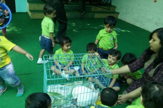 Rabbit visit in school